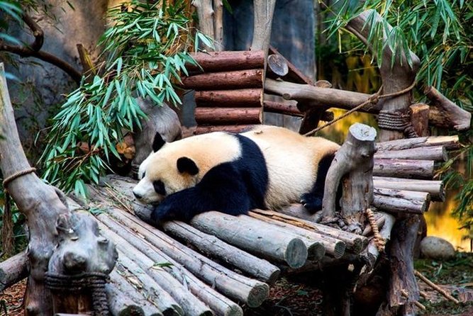 Private Chengdu Panda Breeding Center Day Trip With From Xian By Bullet Train