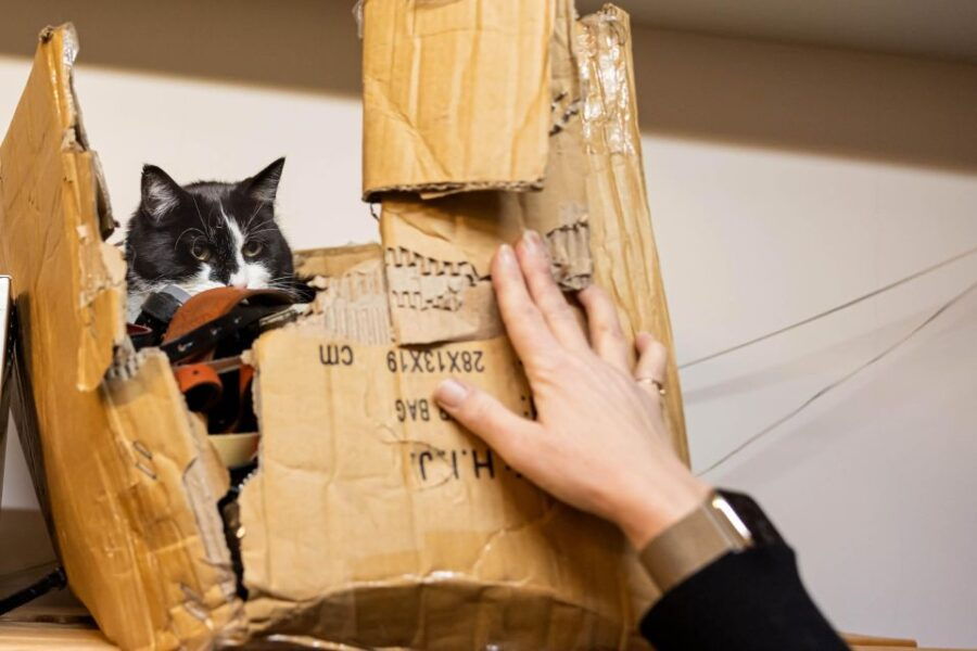 Private Combo Reykjavik Folklore & CatWalk - Good To Know