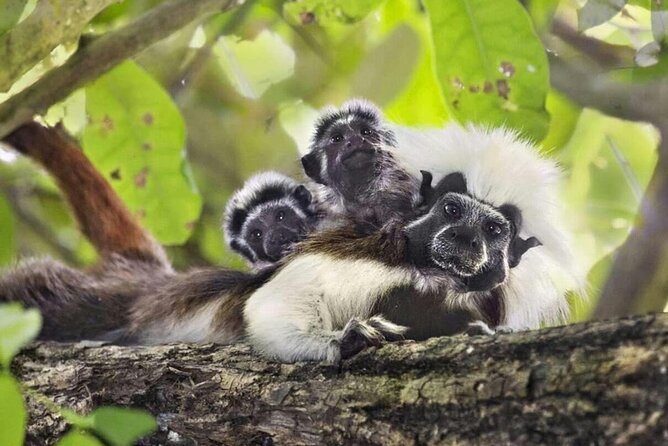 Private Cotton-Top Tamarin Adventure Tour