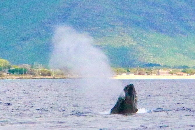 Private Cruise Swim With Dolphin - Good To Know