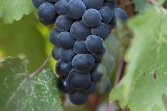 Private, Customized Napa Valley Wine Tasting Tour 10 Passenger - Good To Know