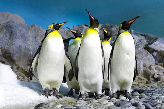 Private Day Tour Sightseeing of Cape Peninsula Penguins - Good To Know