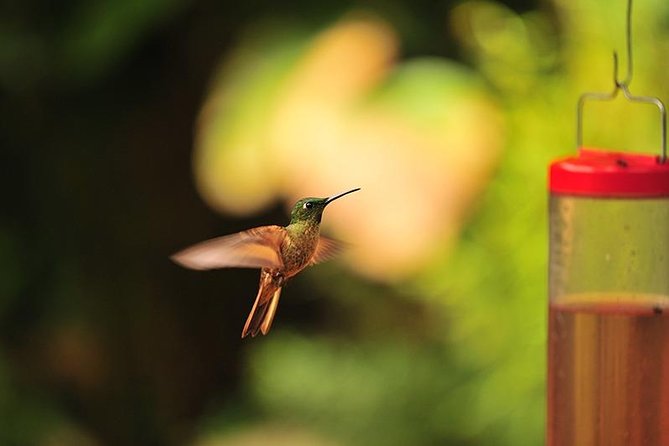 Private Day Tour to Mindo - Waterfalls & Hummingbirds - Tour Highlights