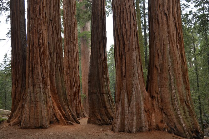 Private Day Tour to Sequoia and Kings Canyon Parks From LA