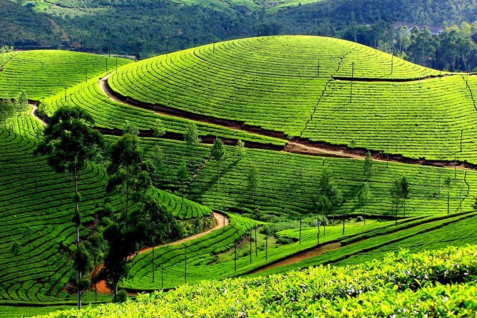 Private Day Trip to Munnar From Kochi (Cochin) - Good To Know