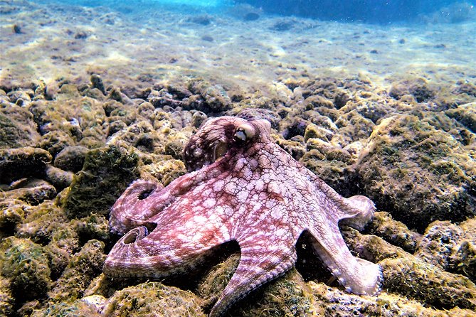 Private Dive Boat Charter in the Marine Park , up to 7 Divers!