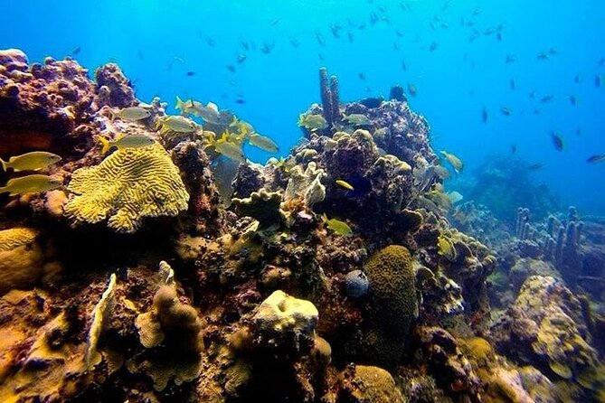 Private Dive Boat Tour on Catalina Bayahibe Island