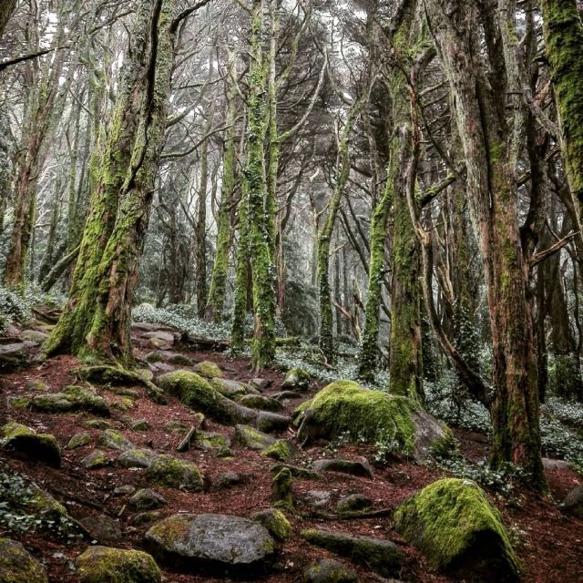 Private Evening Walk: Sintra Mountains Inbetween Wolves