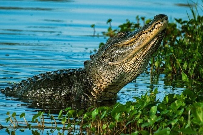 Private Everglades Tour: Explore the Beauty of the Everglades - Booking Information