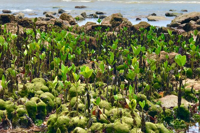 Private Exploration: Unveiling Mangue De Pedras Beauty