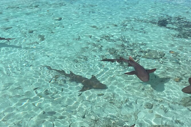 Private Exuma Swimming Tour With Lunch at the Beach Bar