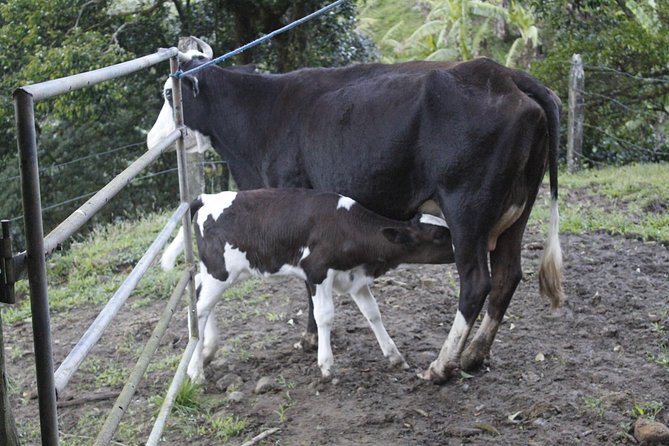 Private Family-Friendly Farm Tour With Cow Milking & Breakfast (Feb )