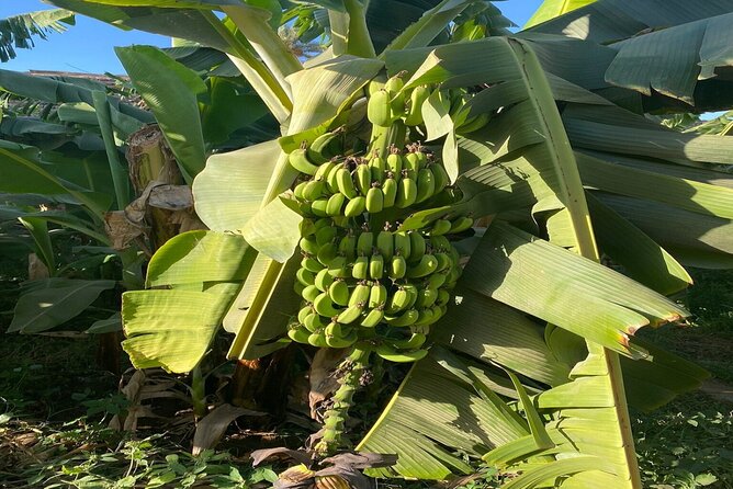 Private Felucca Ride Tour in Banana Island - Good To Know