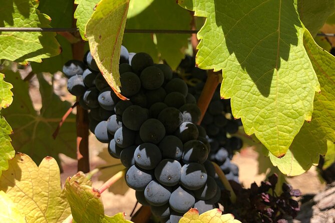 Private Franschhoek / Stellenbosch Wine Tour