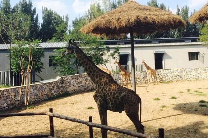 Private Full-Day Beijing Wildlife Park Tour - Good To Know