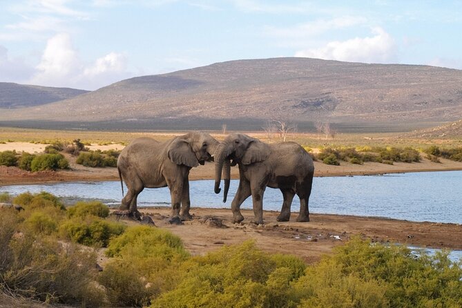 Private Full-day Big 5 Aquila Game Reserve Tour - Good To Know