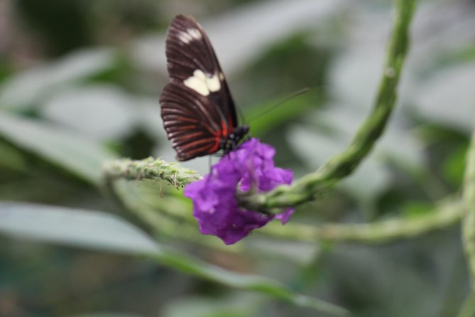 Private Full-Day Mindo Cloud Forest,Butterfly Farm, Chocolate Tour Bird Watching - Good To Know