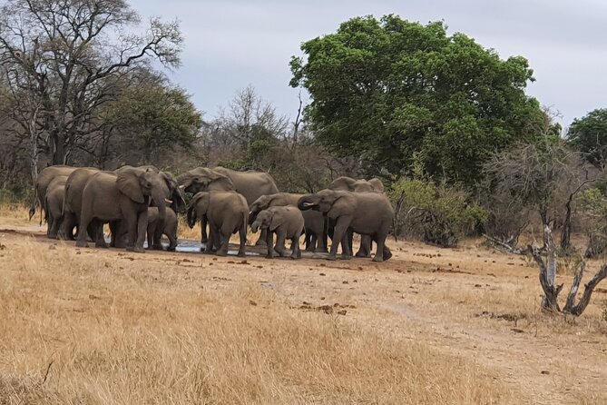 Private Full Day Safari From Johannesburg