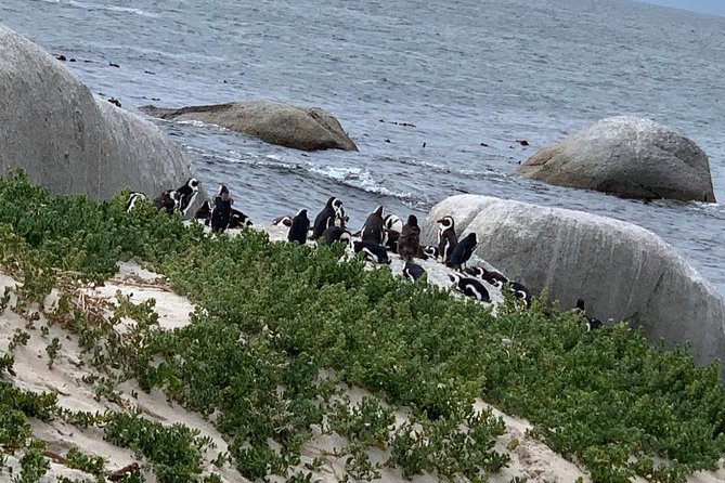 Private Full Day Tour To Cape Point, Penguins With Table Mountain. - Good To Know