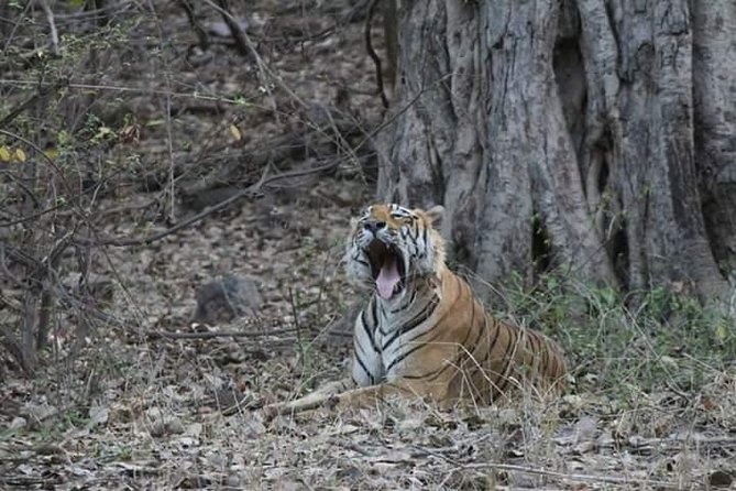 Private Full Day Trip to Ranthambore - Good To Know