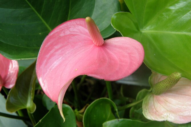 Private Glorious Gardens of Barbados