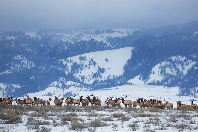 Private Grand Teton Winter Wildlife Safari With Picnic Lunch - Good To Know