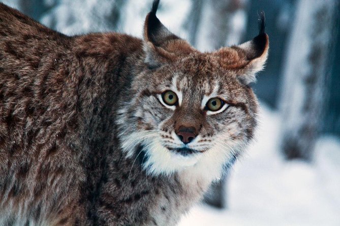 Private Guided Lapland Ranua Zoo Tour From Rovaniemi - Good To Know
