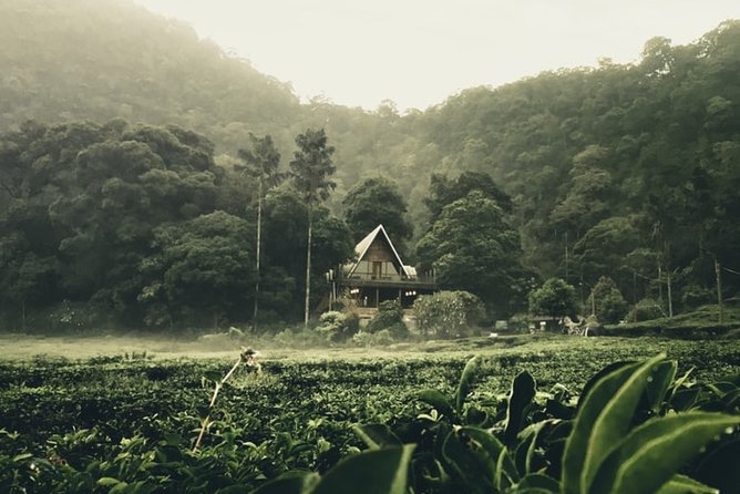 Private Guided Puncak Day Tour;Solo;Small Group