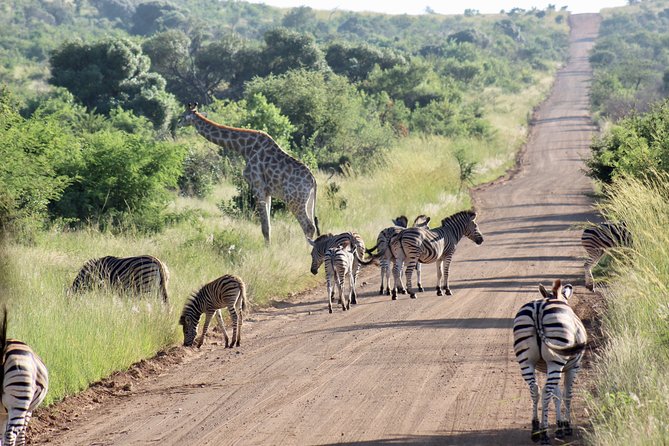 Private Guided Safari Tour of Pilanesberg National Park