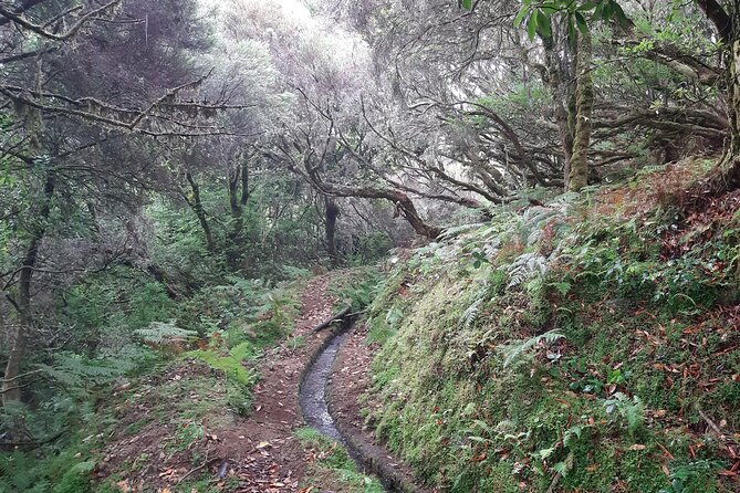 Private Guided Walk Levada Brasileiro – Levada Do Moinho