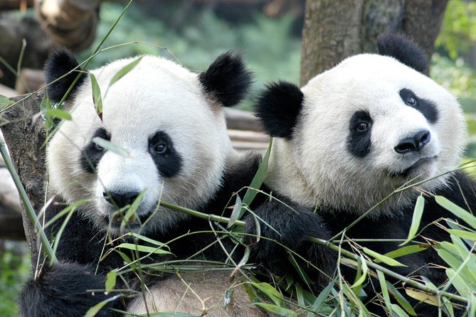 Private Half-Day Chengdu Panda Breeding Center Tour With Optional Volunteer - Good To Know