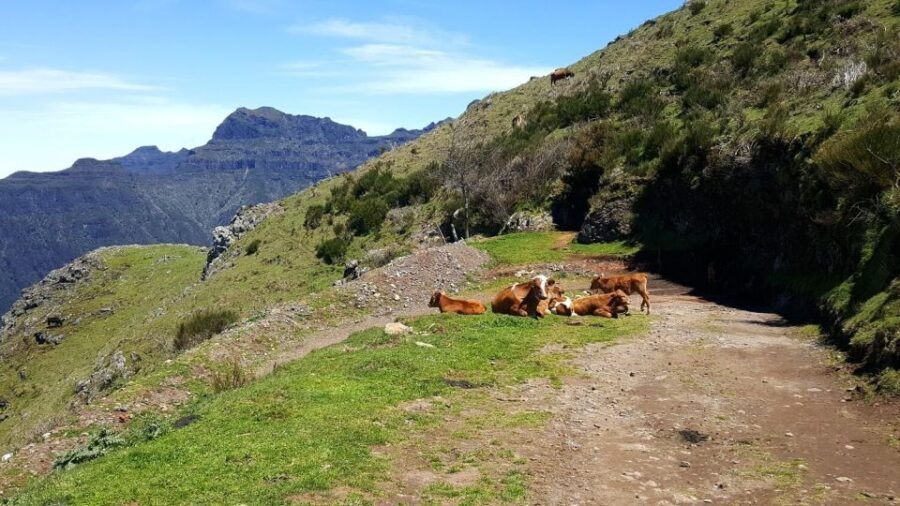 Private Half-Day Tour of Royal Road
