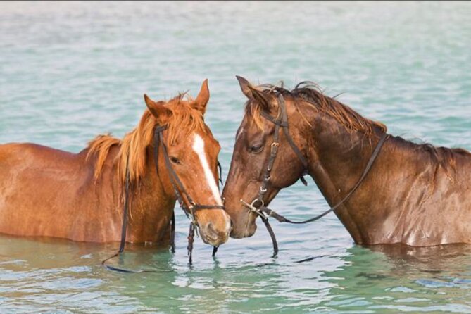 Private Horseback Riding, Swim & Blue Hole Secret Falls - Pricing and Booking Information