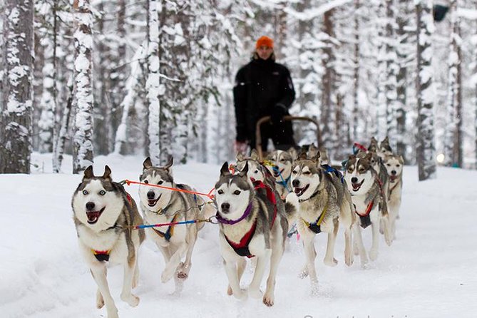 Private Husky Tour With Guide by VIP Car - Good To Know
