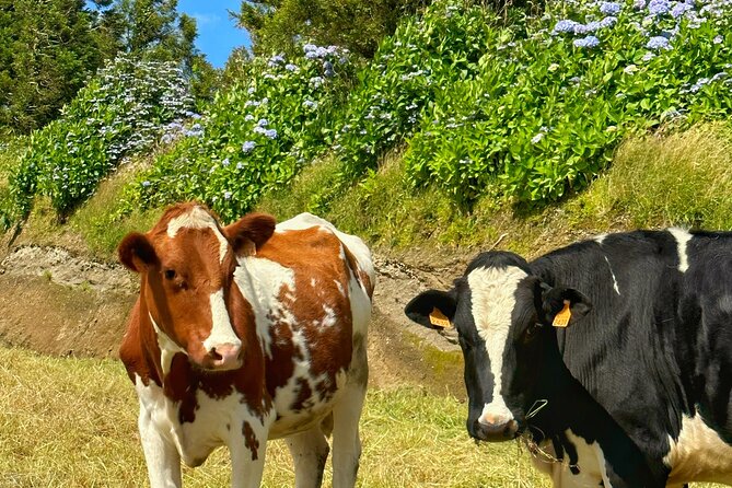 Private Jeep Tour – Furnas Volcano and Thermal Pools