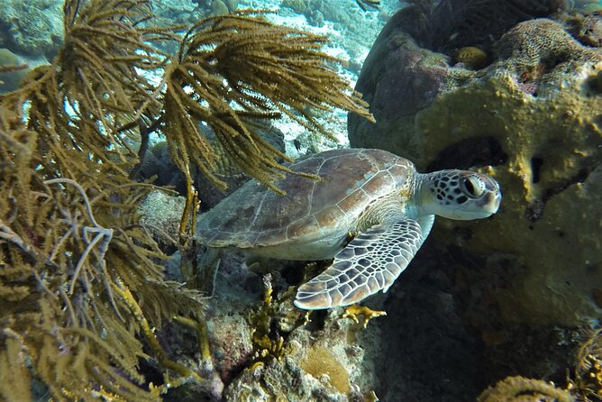 Private Klein Bonaire Snorkel Tour With Local Guide.