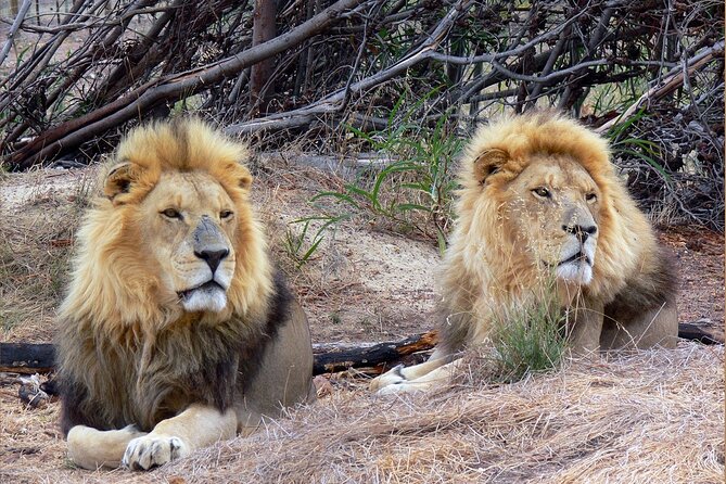 Private Le Cape Animal Farms Full Day Tour - Good To Know