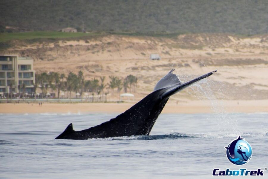 Private Luxury Yacht Whale Watching