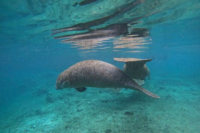 Private Manatee Swim Tour