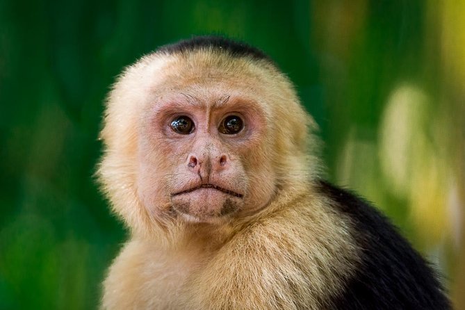 Private Manuel Antonio Park Tour - Good To Know