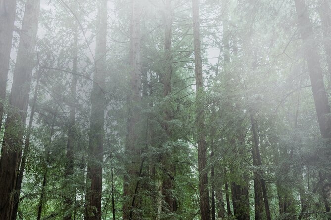 Private Muir Woods and Sausalito Half-Day Tour From San Francisco - Good To Know