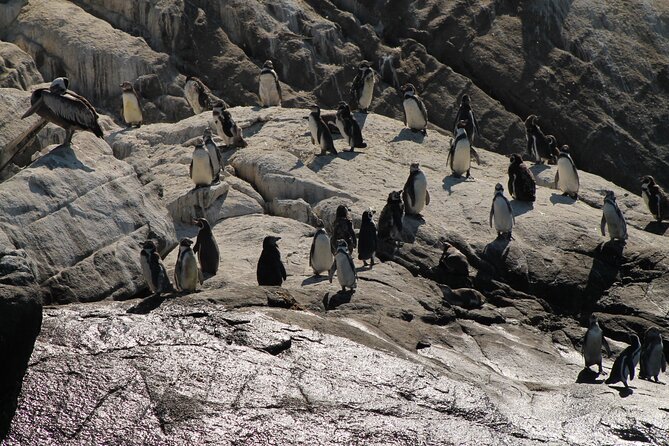 Private Nautical Tour to Isla De Los Penguinos - Good To Know