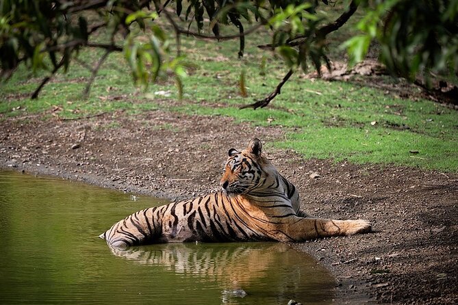 Private One-Day Trip to Ranthambore National Park From Jaipur - Good To Know