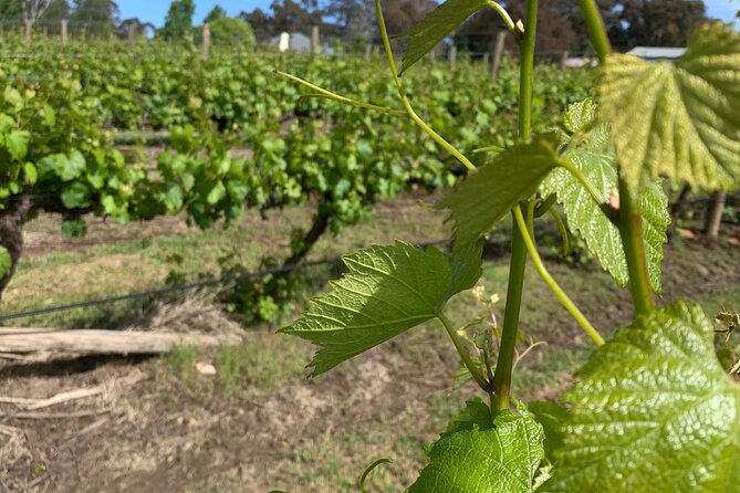 Private Orange Trike Wine Tasting Tour
