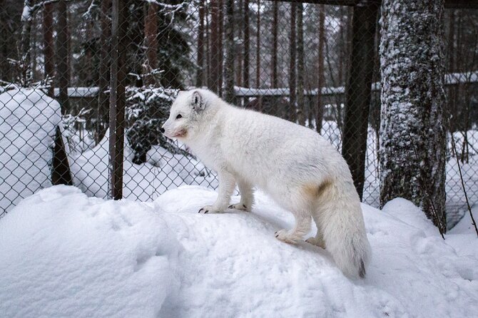 PRIVATE Ranua Zoo Tour From Rovaniemi by VIP Car - Good To Know