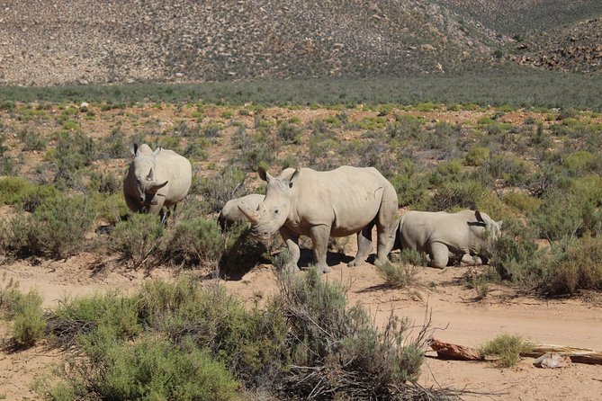 Private Return Transfer To Aquila African Big 5 Safari From Cape Town - Full Day - Good To Know