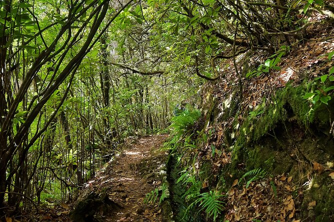 Private Ribeiro Frio Wonder Forest Nature Tour - Good To Know
