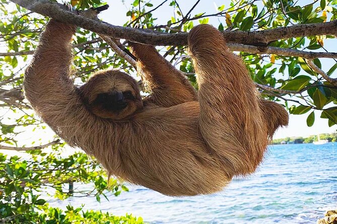 Private Roatan Sloths and Island Tour