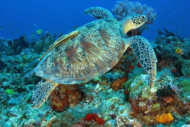 Private Snorkeling Experience at Blue Lagoon Beach