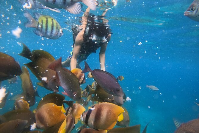Private Snorkeling in Manta, Gamat & Crystal Bay at Nusa Penida